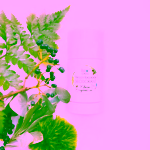 Biorythme přírodní bezsodý deodorant V lese