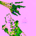 Biorythme přírodní deodorant Levandulové pole