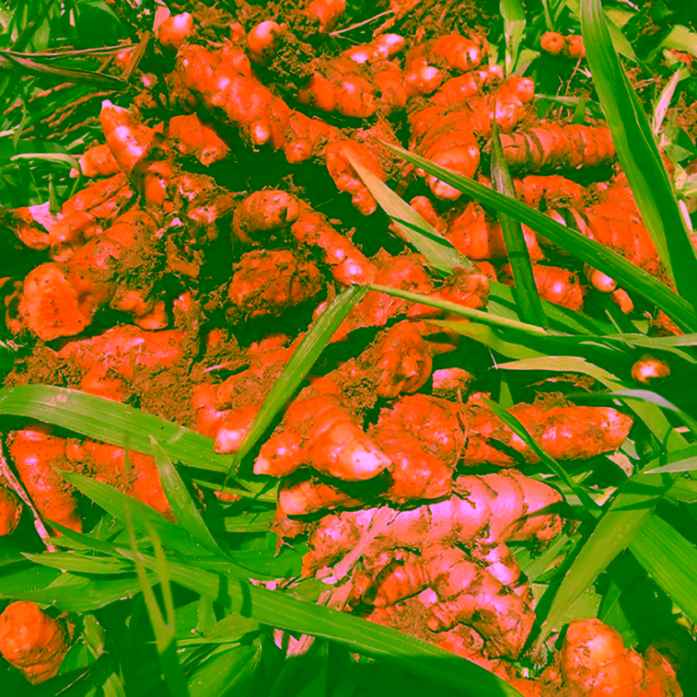 PerSaf Bio kurkuma prášek 250 g