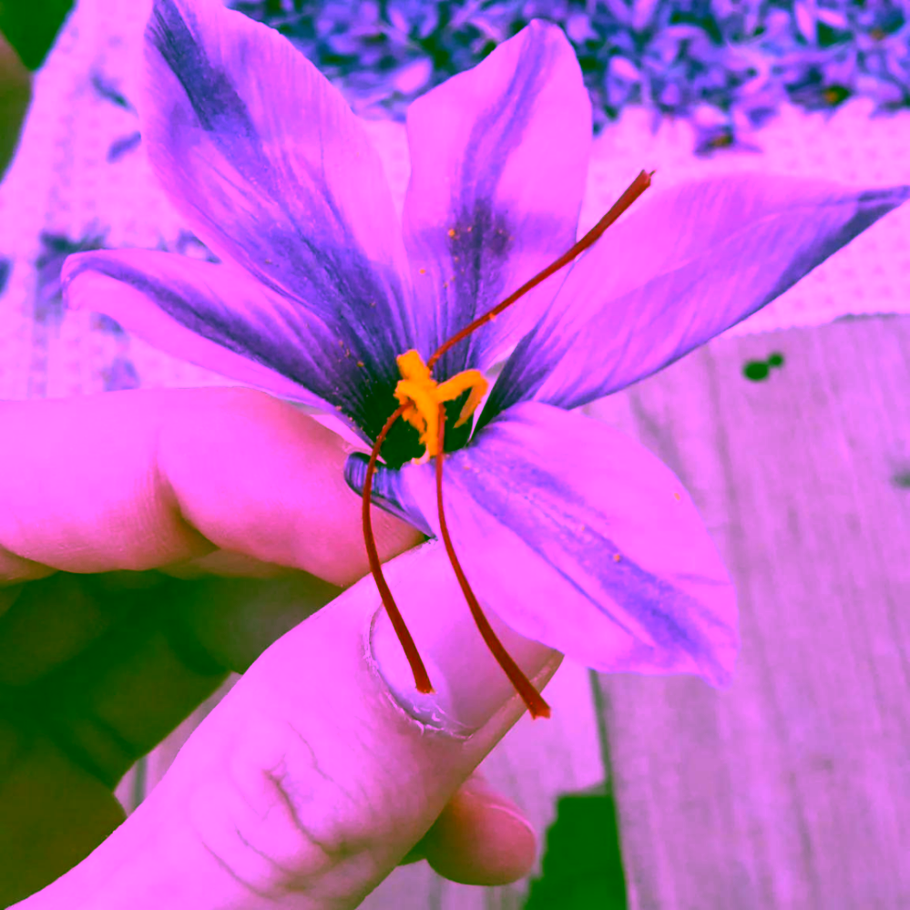 PerSaf Šafrán nitky Super Negin z Iránu 2,5 g