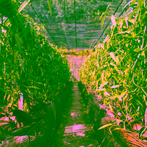 persaf-tahiti-vanilkove-lusky-z-tahiti-1