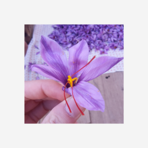 saffron-persaf