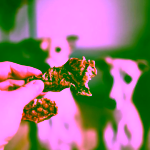 Pet Farm Family Krůta Moriak sušený stejk