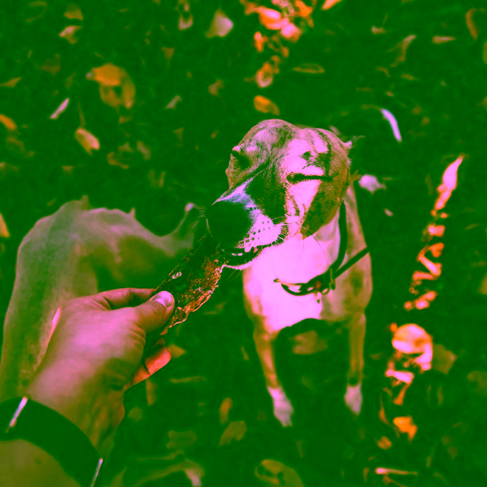 Pet Farm Family Krůta Moriak sušený stejk