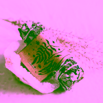 Yoga Day Šalvěj bílá s rozmarýnem