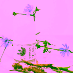 Odylique Prebiotický kuličkový deodorant bez vůně