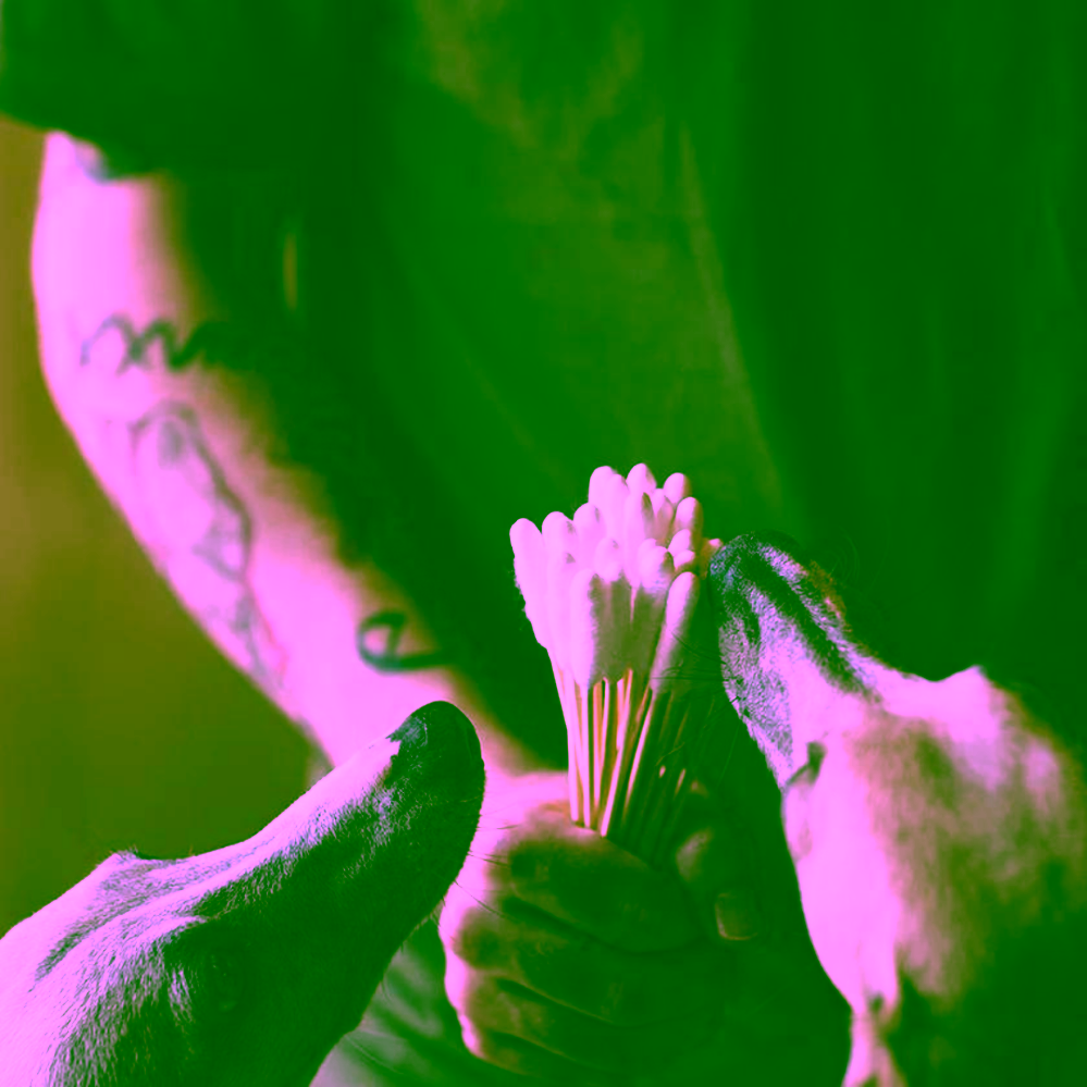 Pet Farm Family BambooStick vatové tyčinky L/XL