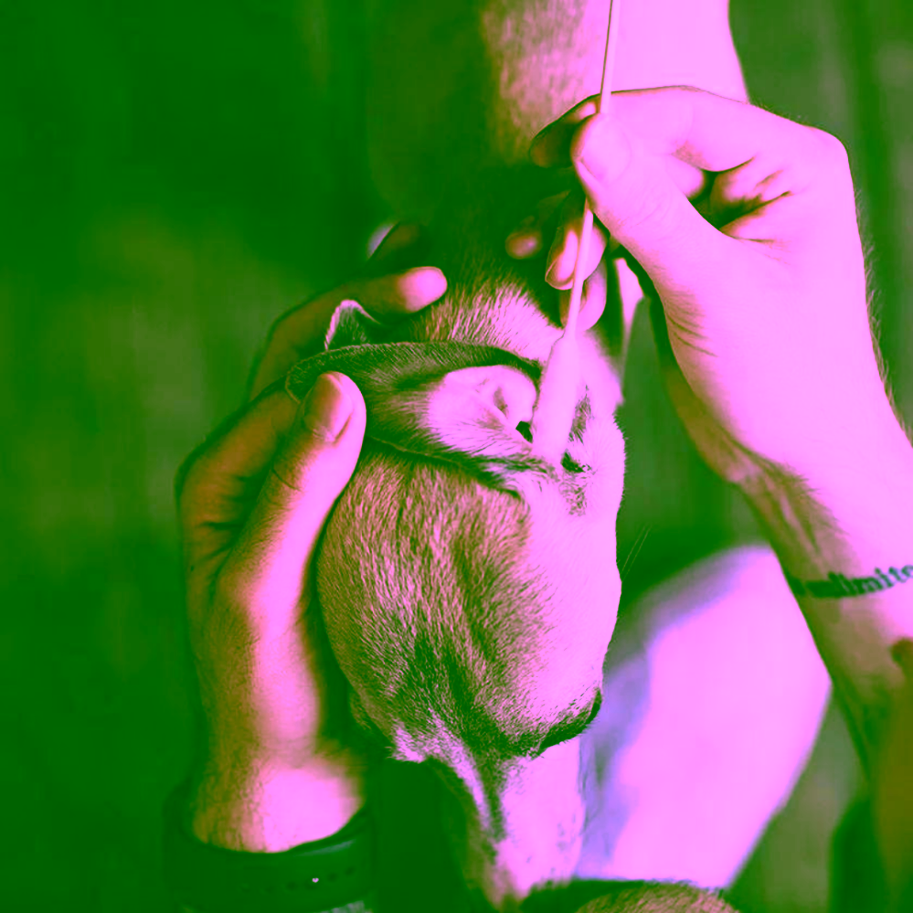 Pet Farm Family BambooStick vatové tyčinky L/XL