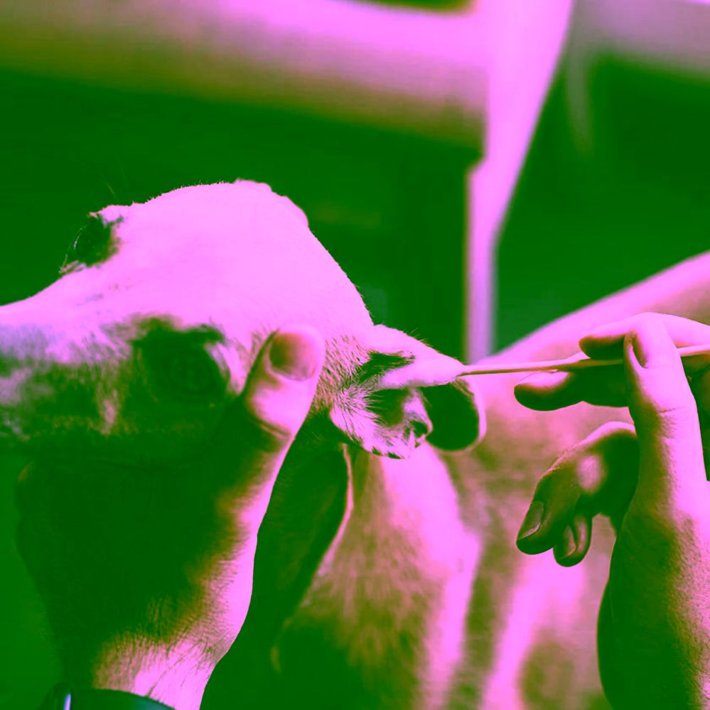 Pet Farm Family BambooStick vatové tyčinky L/XL