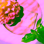 Biorythme Matující pleťové ubrousky