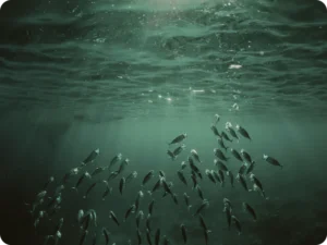 Trime Liquid Omega 3