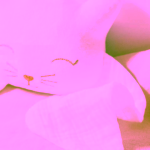 Ilado Cat Lovey for Harmony Ball plyšová kočka na bolu