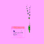 Alchemix Laboratory Mýdlo na praní levandule