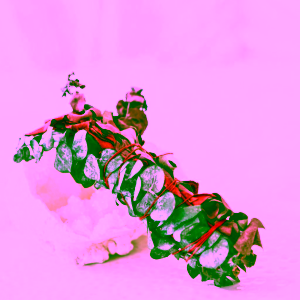 yoga-day-vykurovadlo-eukalyptus-draci-krev-2