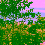 Father's Coffee Mother’s Blend na espresso Etiopie Uganda