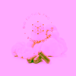 MycoMedica Hericium Pro