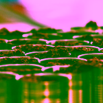 Pet Farm Family Divá sviňa konzerva pro psy