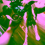 Pet Farm Family Divá sviňa konzerva pro psy