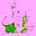 Odylique Sprchový gel Svěží vůně Lemongrass