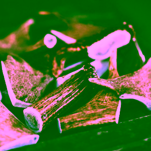 pet-farm-family-parohac-jelen-cely-1