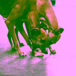 pet-farm-family-parohac-jelen-cely-3