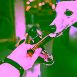 Pet Farm Family Paroháč Jelen půlený pro psy