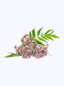 brainmax-sleep melatonin kozlík lékařský