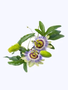 Brainmax-sleep melatonin mučenka pletní