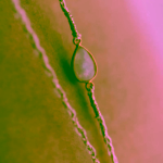 Ilado Hand-Braided Silk Cord Ručně pletená hedvábná šňůrka na bolu Pink