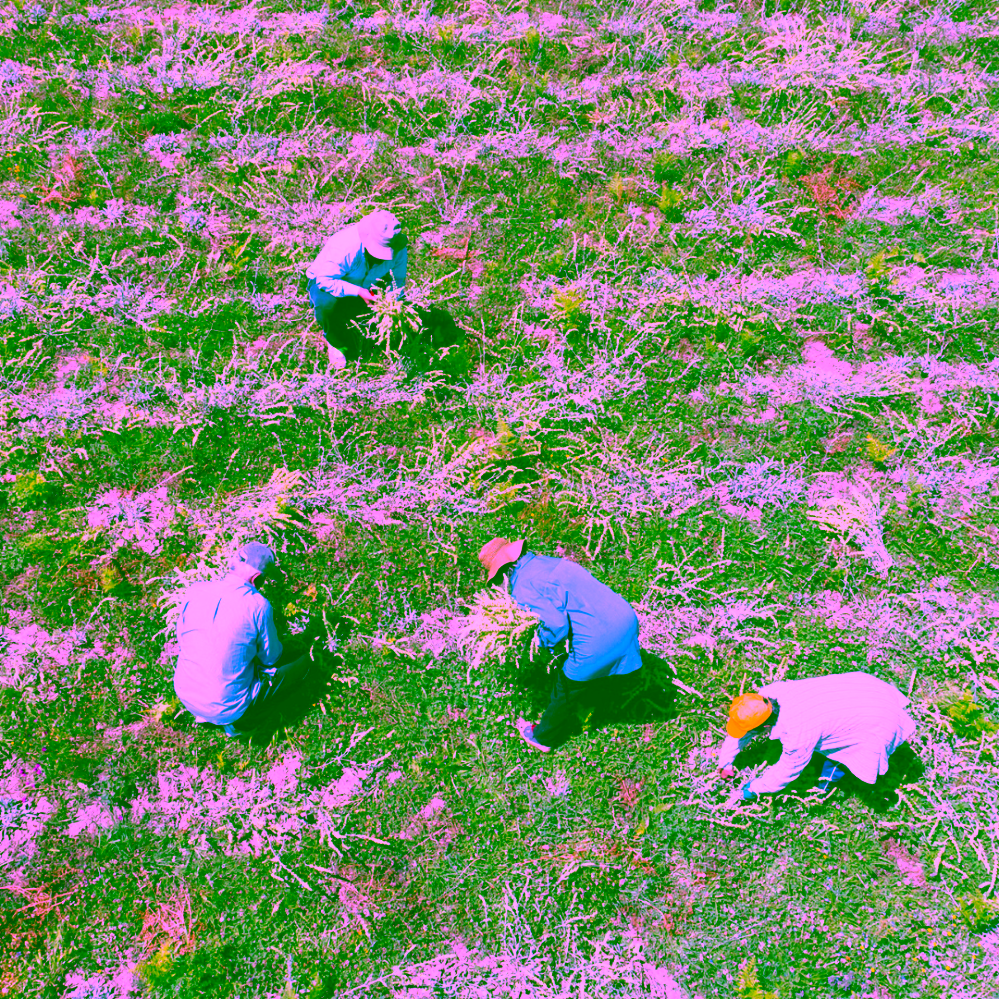 1450 Hellenic Herbs Bio Řecký horský čaj