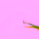 Manucurist Green lak Lemonade