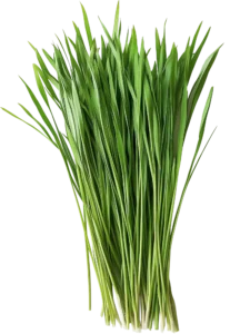 Yogi Tea Bio čaj Happy Belly