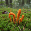 cordyceps