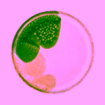 Bloomingville Jules kameninový talíř zelený