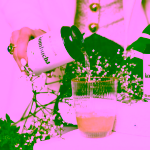 Wild & Coco Kombucha Jasmín